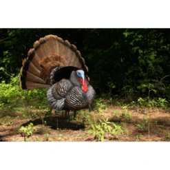 Higdon Outdoors Apex Strutter Hard Body Turkey Decoy 13 Higdon Outdoors Apex Strutter Hard Body Turkey Decoy -Winchester Store 1052950 800 auto