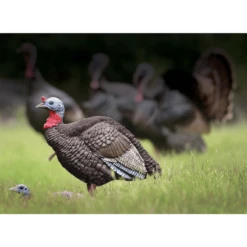 Higdon Outdoors Hard Body 1/4 Strut Jake Decoy -Winchester Store 1052963 800 auto