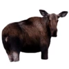 Montana Decoy Moose II Decoy 2 Montana Decoy Moose II Decoy -Winchester Store 1295887 800 auto