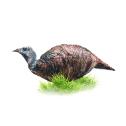 Montana Decoy Miss Purrfect Xd Turkey Hen Decoy