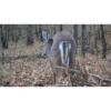 Montana Decoy Deer Rump -Winchester Store 1295935 800 auto