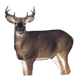 Montana Decoy Dream Team -Winchester Store 1295938 800 auto