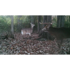 Montana Decoy Dream Team -Winchester Store 1295940 800 auto