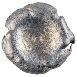 Federal Premium Barnes Expander Hunting Ammunition -Winchester Store 1434165 800 auto